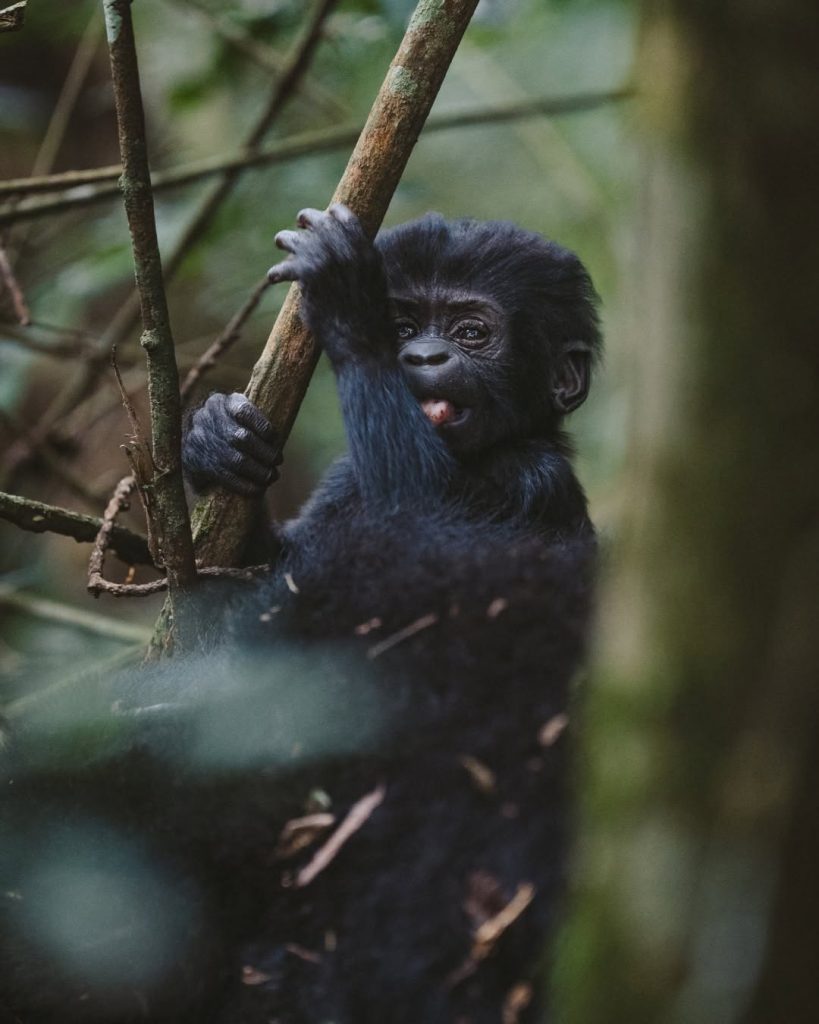 A baby Mountain Gorilla in Uganda_Mgahinga National Park_Territory Explorers