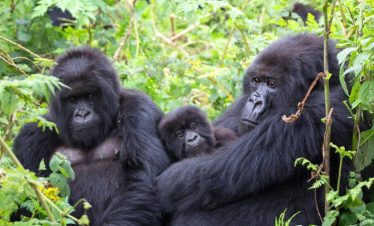 A gorilla family in Bwindi Impenetrable National Park