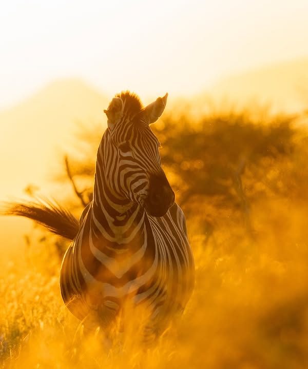Zebra-on-safari
