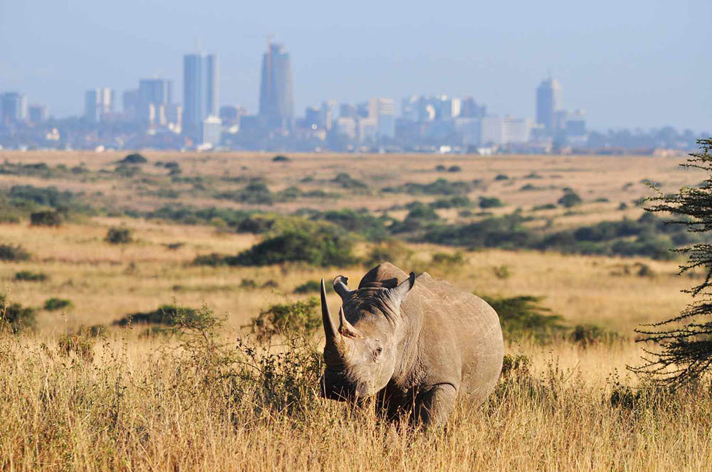 A Rhino in Nairobi National Park 