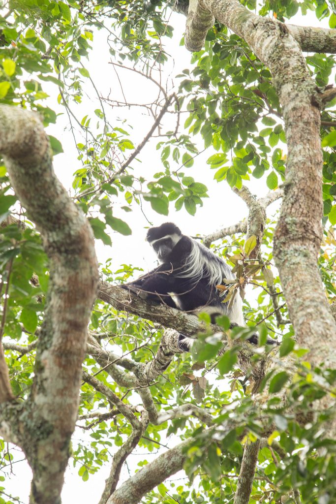 A black and white colobus monkey relaxing in a tree canopy