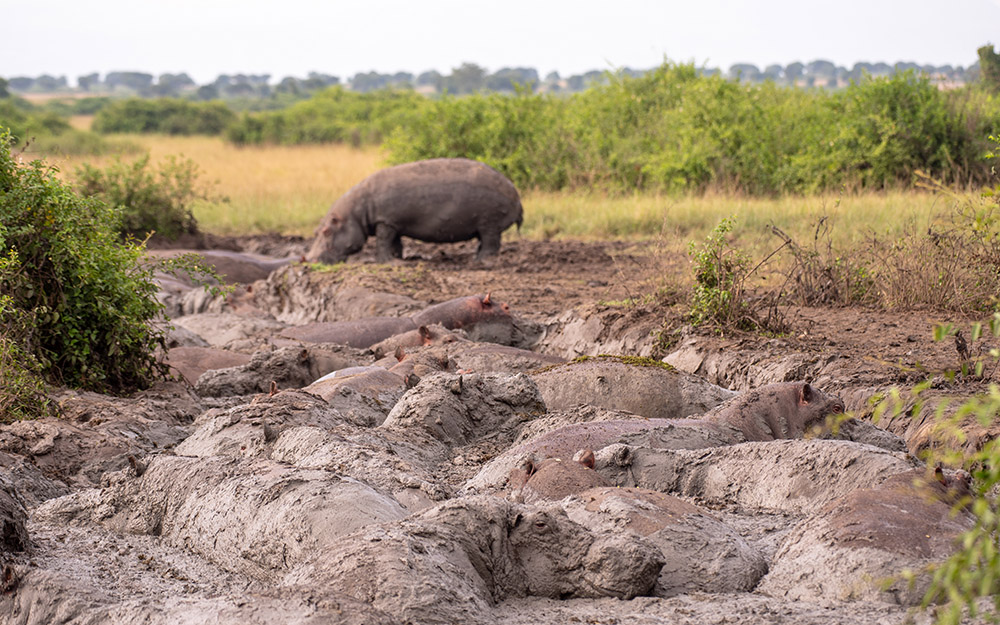 A bloat of Hippos relaxing in a muddy trench in QENP