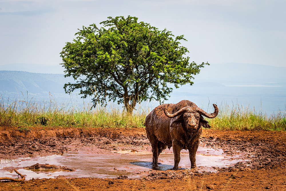 A buffalo cooling itself off in a muddy waterhole
