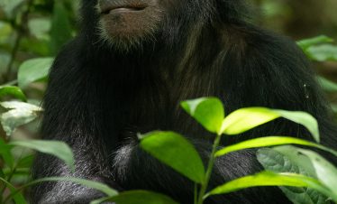 A chimpanzee