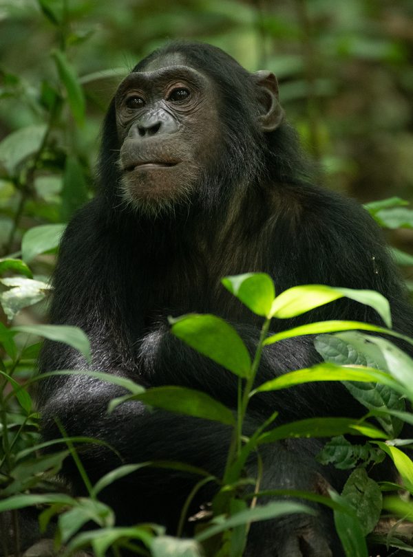 A chimpanzee