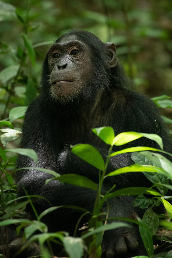 A chimpanzee