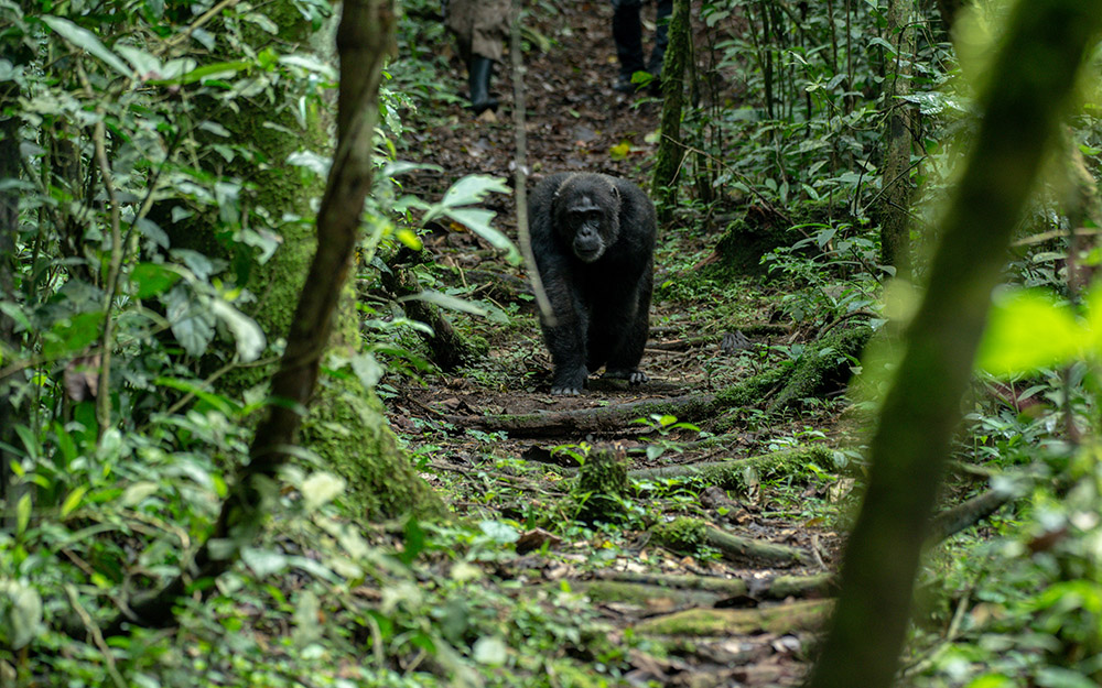 A chimpanzee goes about its day in Kibale Forest National Park Uganda - the Primate Capital of the world