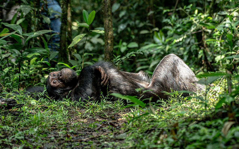 A chimpanzees lays on the ground in Kibale Forest National Park after a heavy lunch.