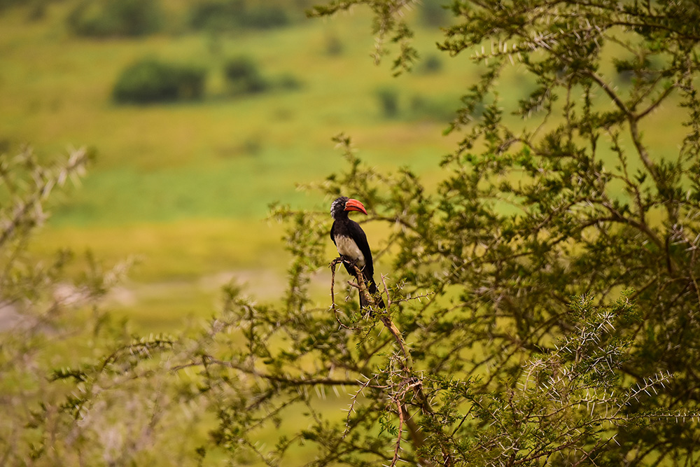 A crowned hornbill in Kidepo