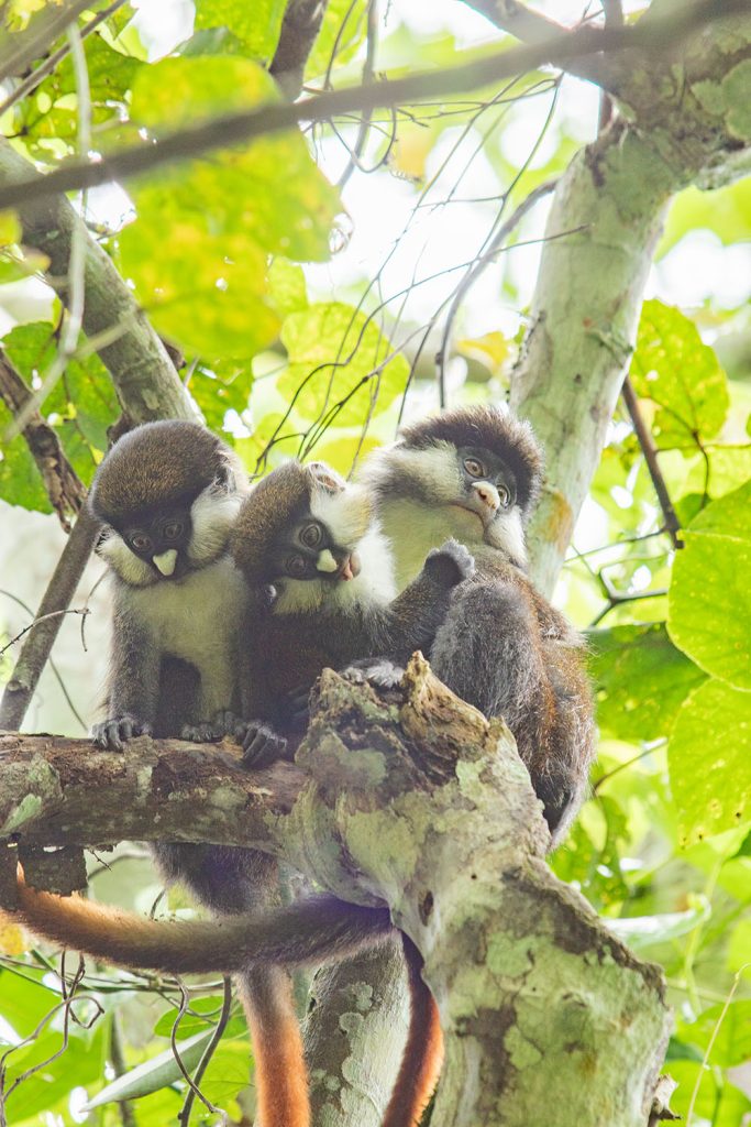 A family of red tailed monkeys cuddling in Kibale Forest National Park