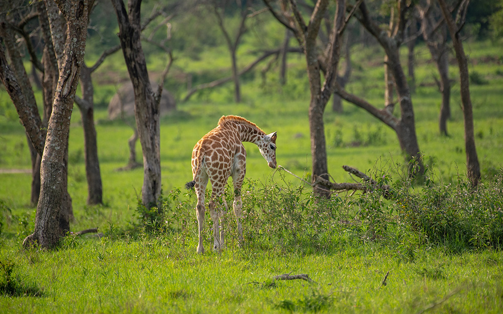 A giraffe grazing in lake Mburo national park
