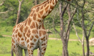 A giraffe in Lake Mburo National Park