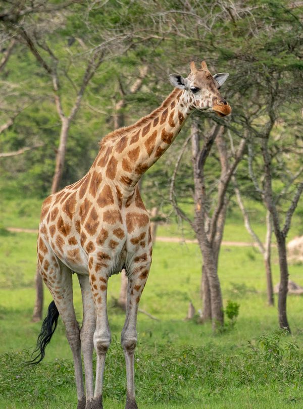 A giraffe in Lake Mburo National Park