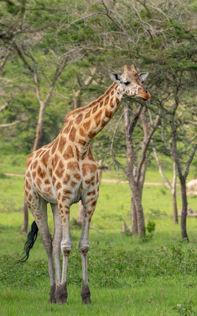 A giraffe in Lake Mburo National Park