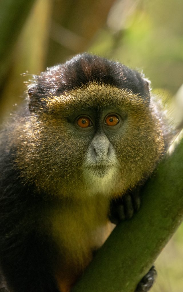 A golden monkey in Gishwati Mukura