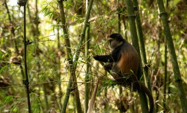 A golden monkey in Volcanoes National Park