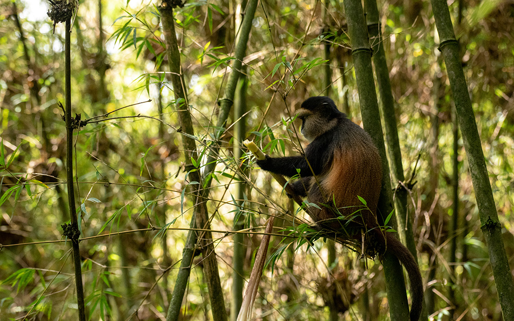 A golden monkey in Volcanoes National Park