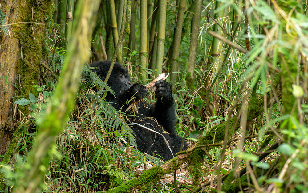 A gorilla eating a bamboo shoot in Mgahinga Forest National Park