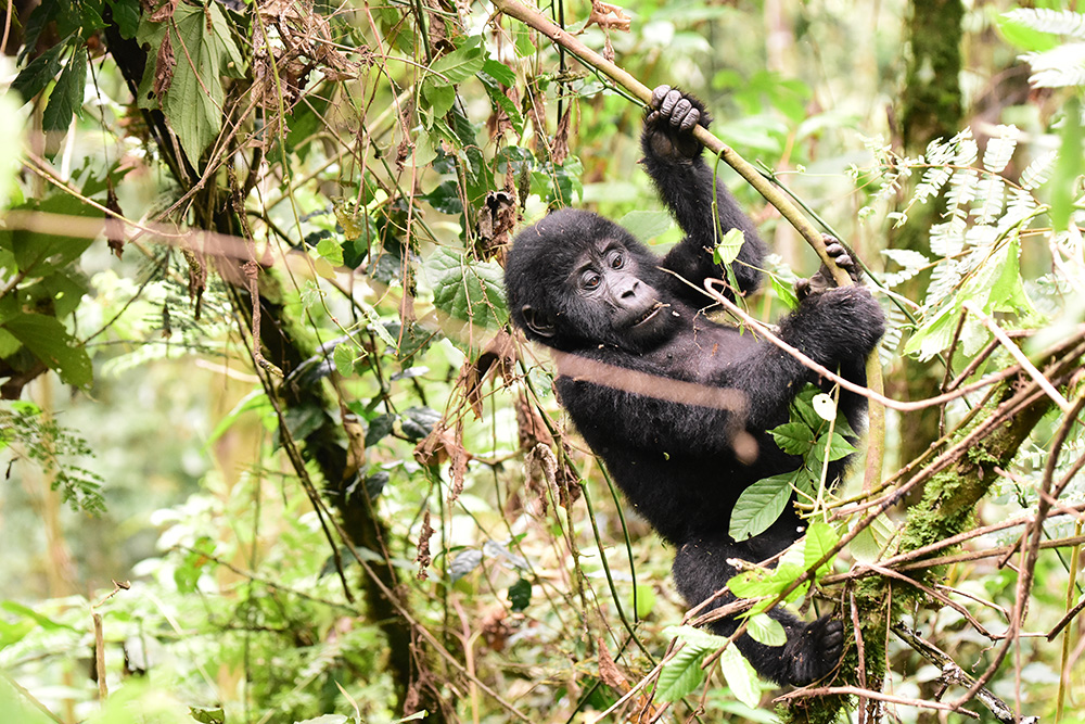 A gorilla juvenile playing