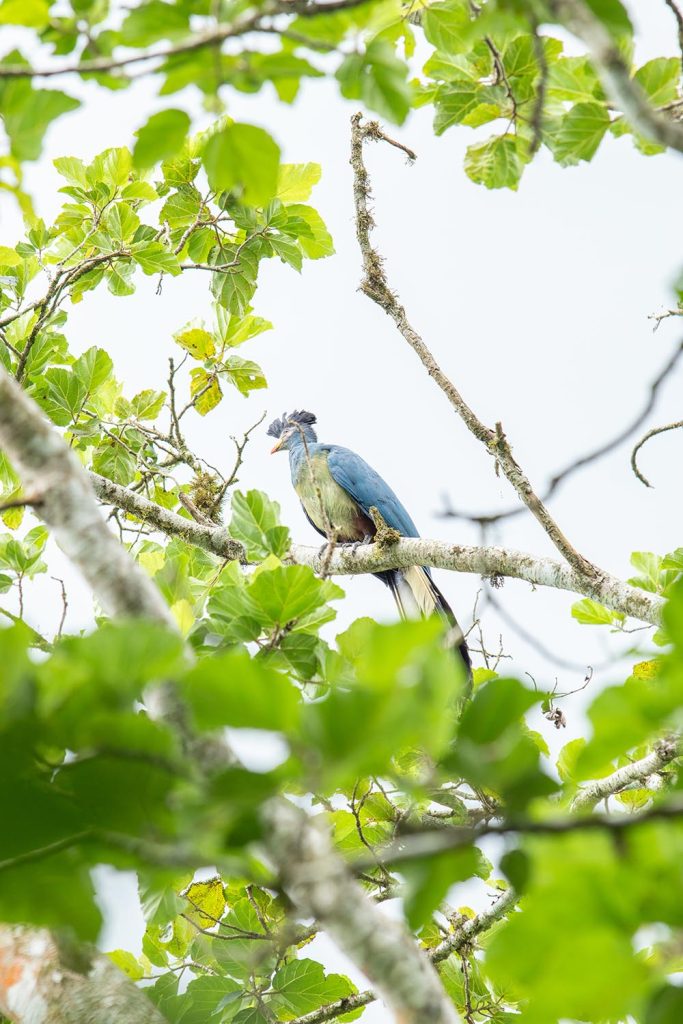 A great blue turaco in a tree canopy