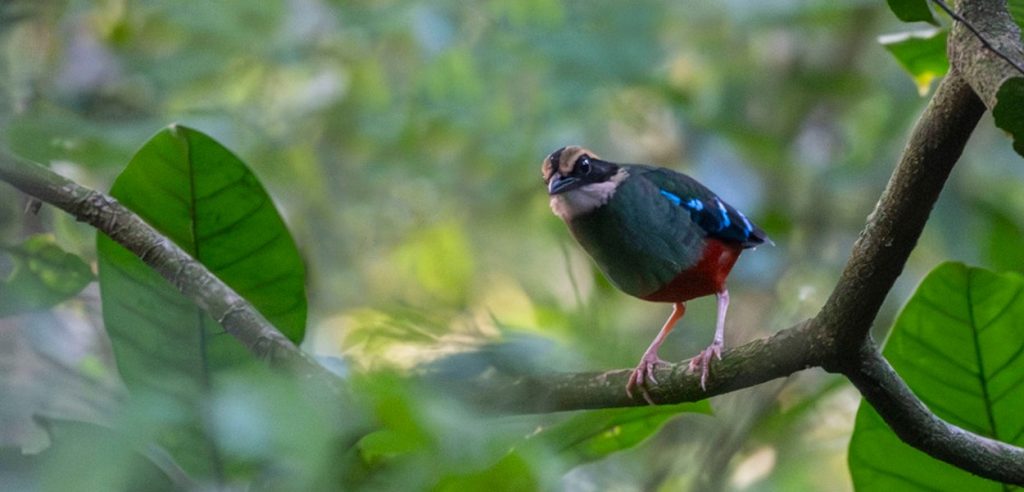 A green breasted pitta in Kibale Forest National Park