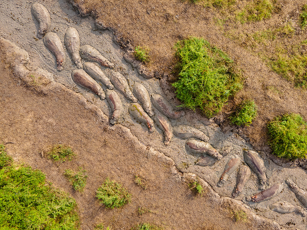 A bloat of Hippos relaxing in a muddy trench in QENP