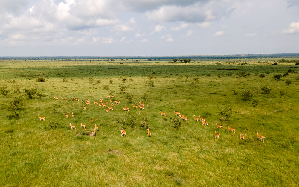 A cluster of Uganda Kobs in Queen Elizabeth National Park