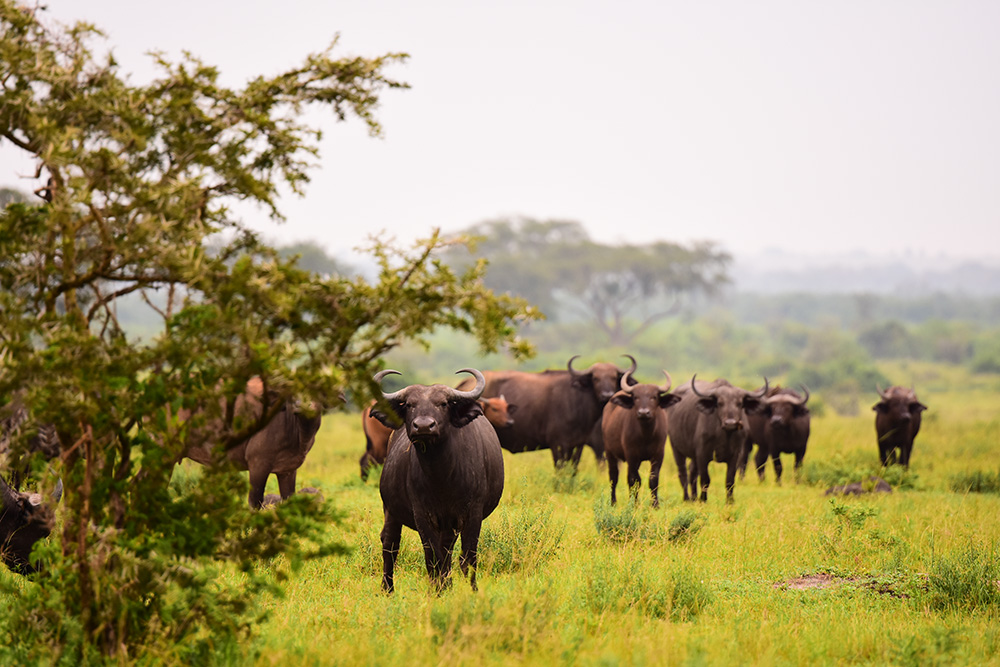 A herd of buffaloes in Kidepo Valley National Park