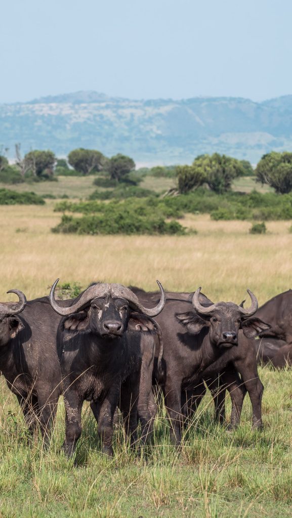 A herd of buffaloes in Queen Elizabeth National Park