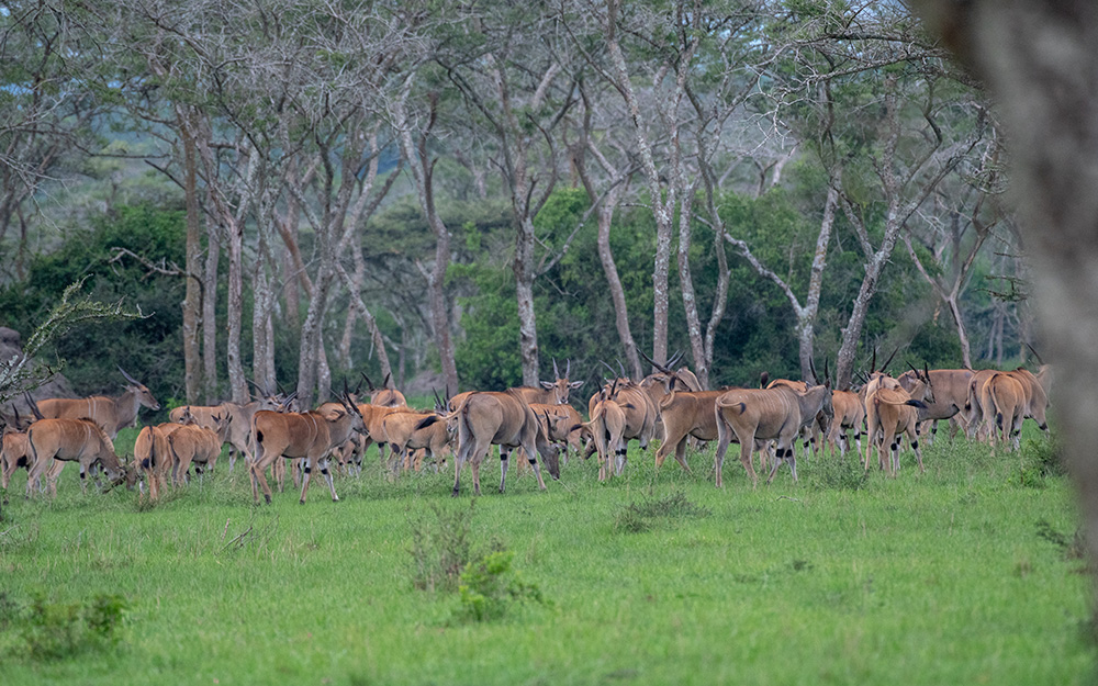 A herd of common elands in lake mburo np