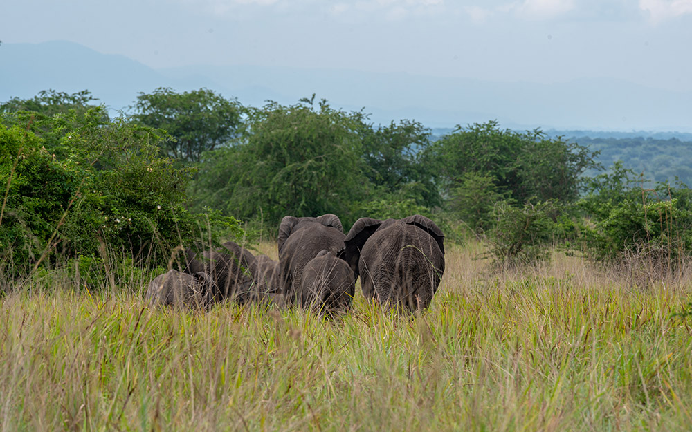A herd of elephants in Queen Elizabeth National Park