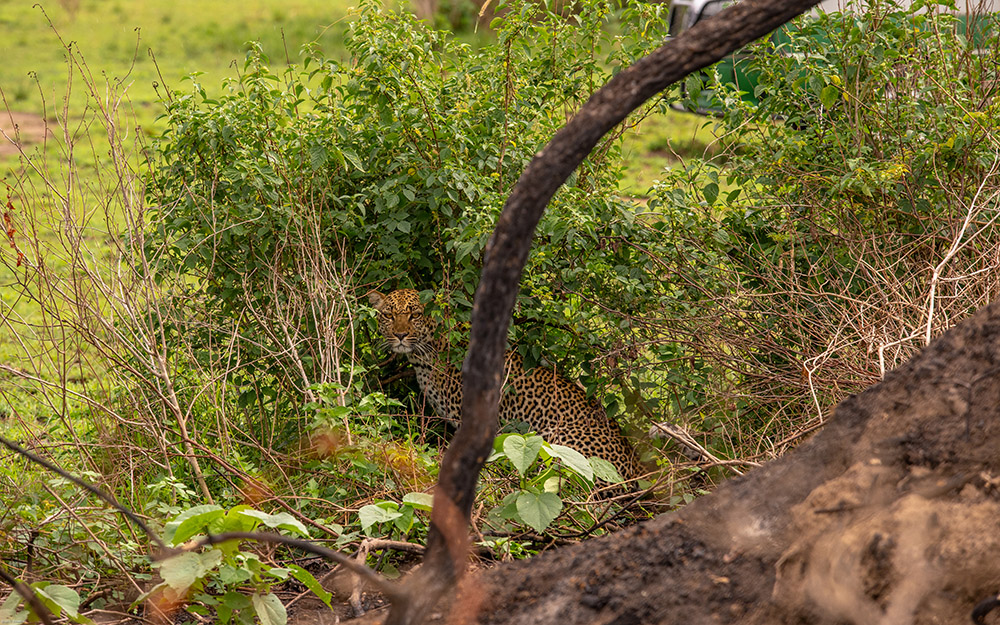 A leopard hiding in a shrub in QENP