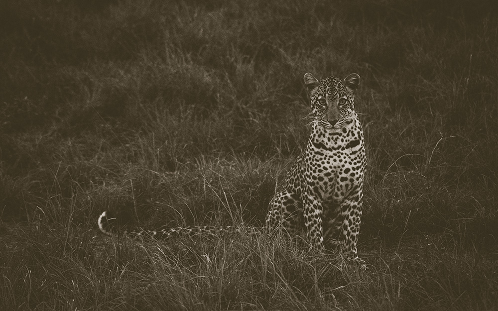 A leopard in lake mburo national park