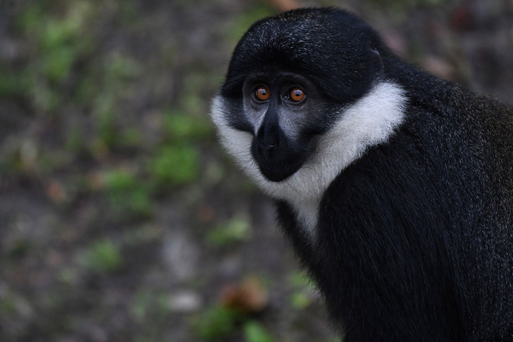 A lhoest monkey in Gishwati Mukura NP