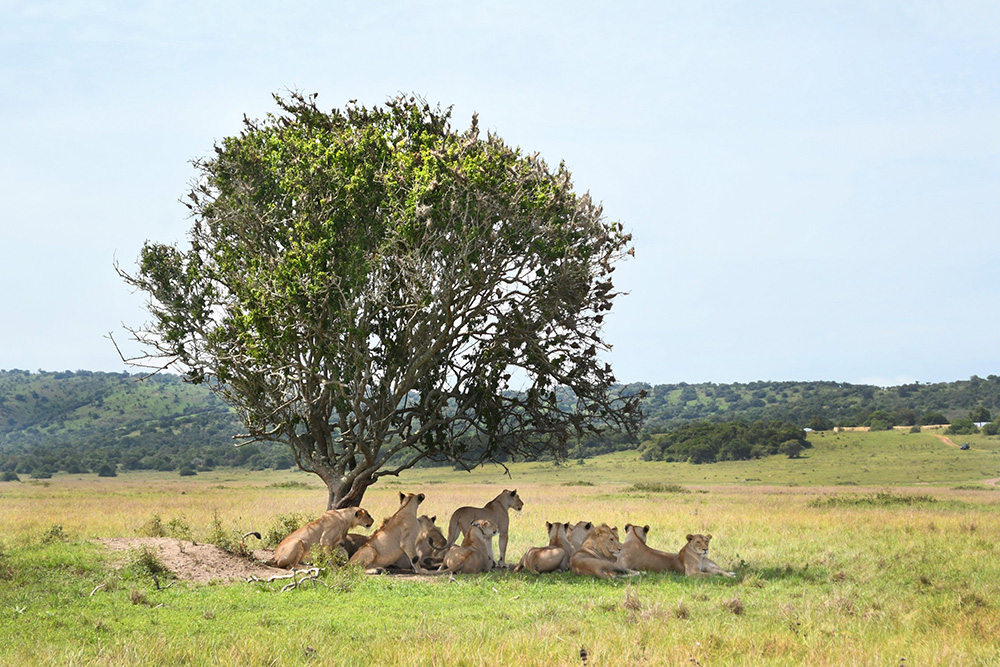 A lion pride in Akagera National Park