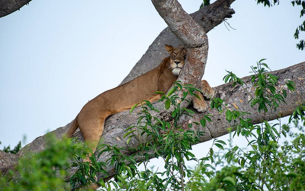 A lion taking a nap in a tree_the tree climbing lions of Queen Elizabeth National Park