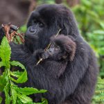 A mother mountain gorilla holding her baby
