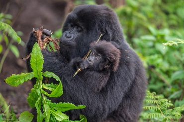 A mother mountain gorilla holding her baby