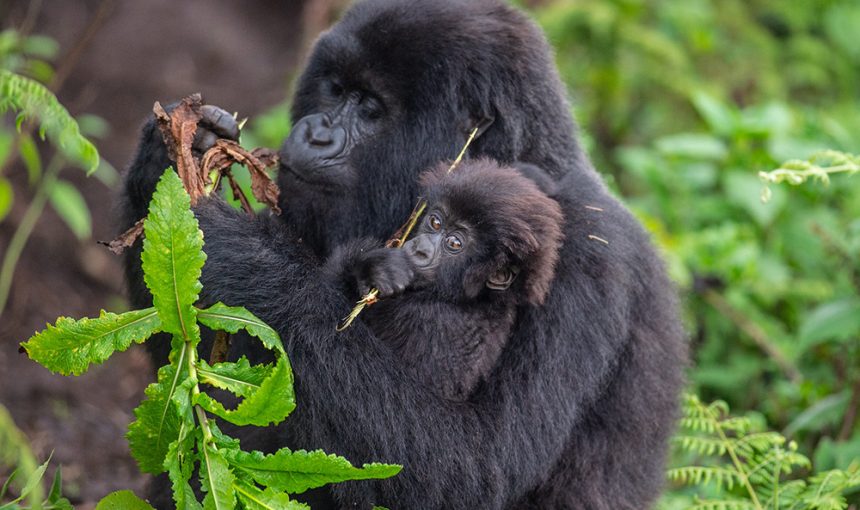 Ruhija Gorilla Sector