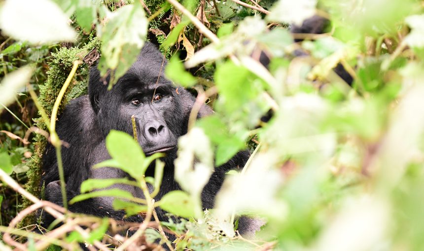How Much Are Gorilla Trekking Permits in Uganda?