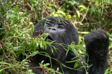 A mountain gorilla eating leaves