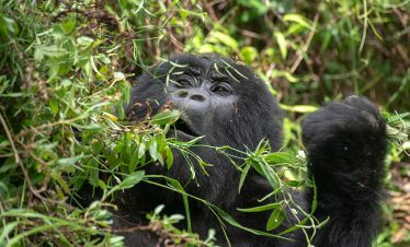 A mountain gorilla eating leaves