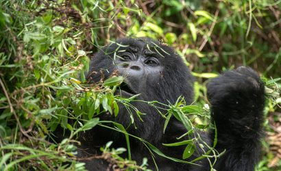A mountain gorilla eating leaves