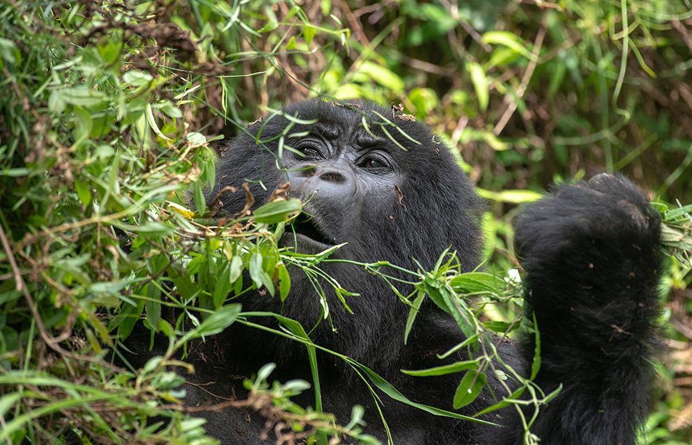 A mountain gorilla eating leaves