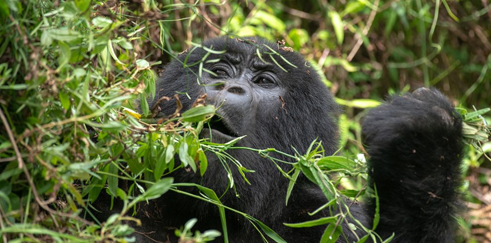 A mountain gorilla eating leaves