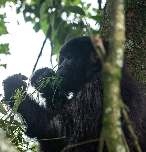 A mountain gorilla eating leaves in a tree branch