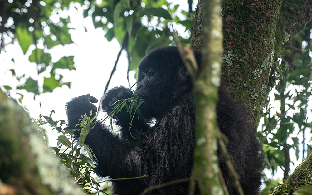 A mountain gorilla eating leaves in a tree branch