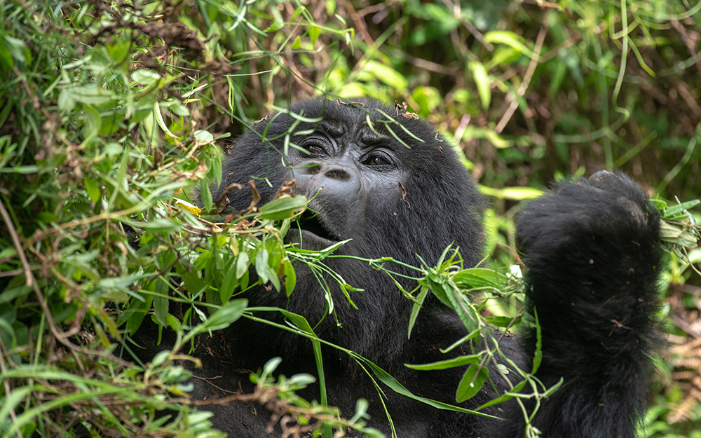 A mountain gorilla eating leaves