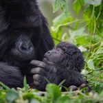 A mountain gorilla holding her baby