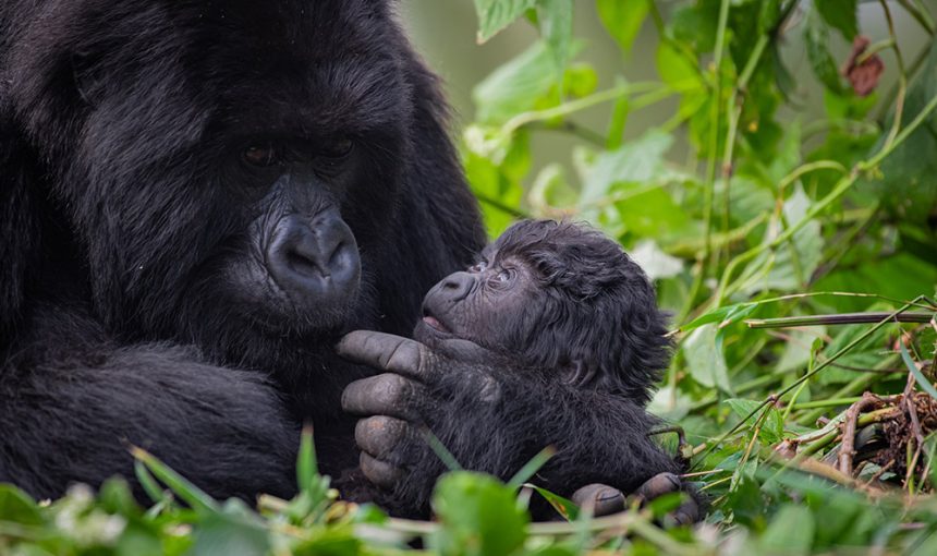 How Much Are Gorilla Trekking Permits in Rwanda?